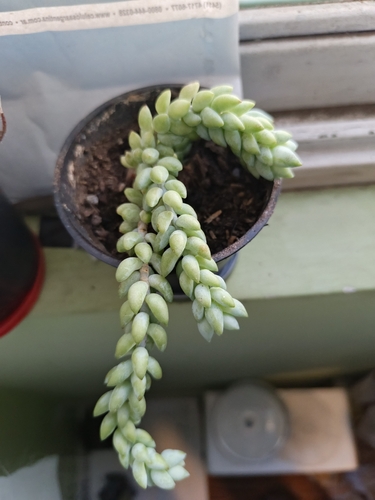 Sedum morganianum E.Walther