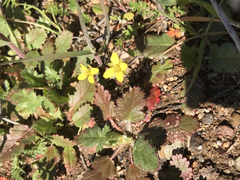 Tropidocarpum gracile