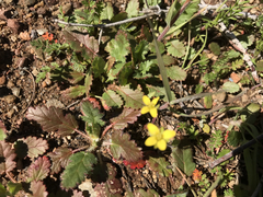 Tropidocarpum gracile