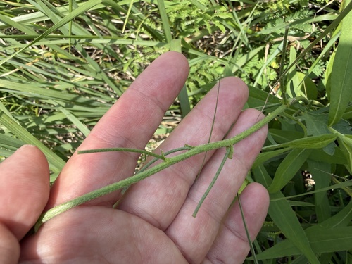 Callirhoe alcaeoides, photograph 6