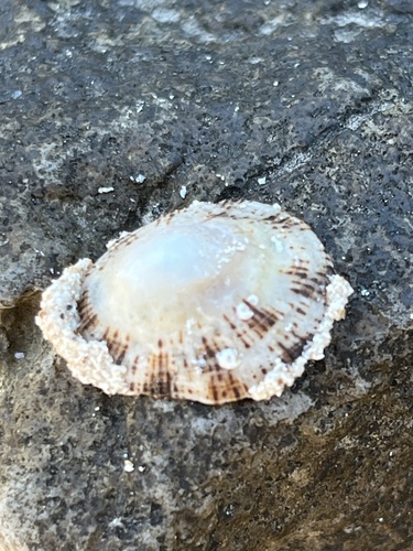Patella rustica