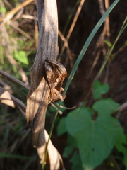 Noctuidae