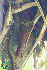 Xiphorhynchus fuscus