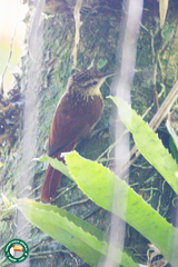 Xiphorhynchus fuscus