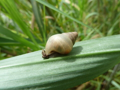 Achatinidae