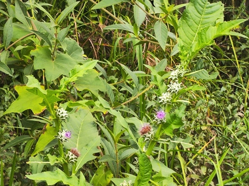Pacourina edulis
