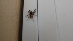 Menemerus bivittatus