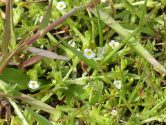 Plagiobothrys humistratus