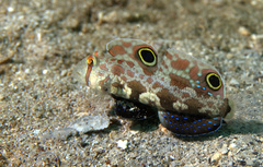 Signigobius biocellatus