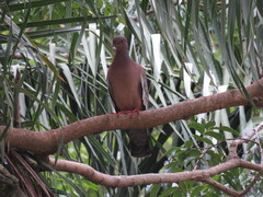 Patagioenas picazuro