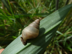 Achatinidae