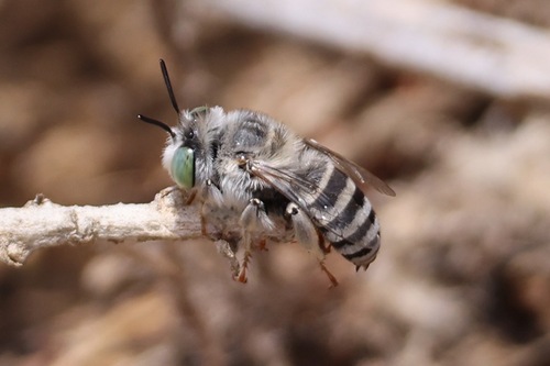 Short Sun-digger Bee photo 4