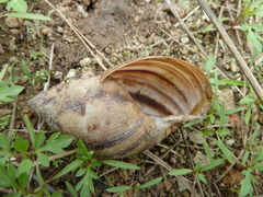 Achatinidae