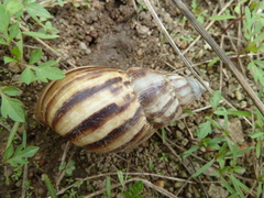 Achatinidae