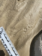 Perognathinae