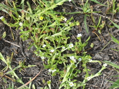 Plagiobothrys humistratus