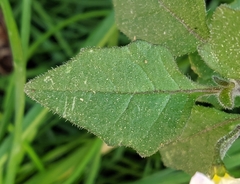 Solanum nigrum