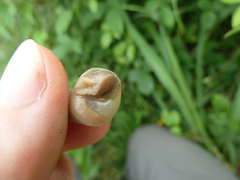 Achatinidae