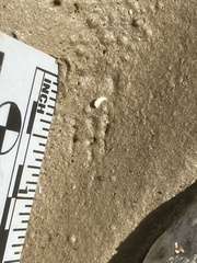 Perognathinae