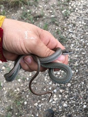 Masticophis schotti ruthveni