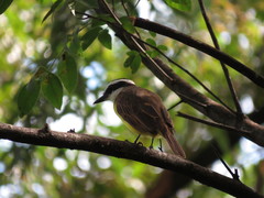 Pitangus sulphuratus