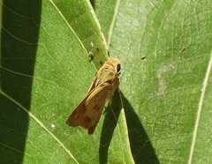 Polites vibex praeceps