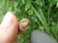 Achatinidae