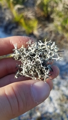 Cladonia pachycladodes