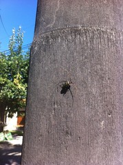 Retrachydes thoracicus