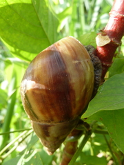Achatinidae