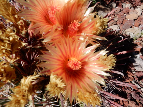 Ferocactus peninsulae