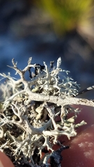Cladonia pachycladodes