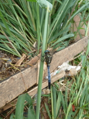 Anisoptera