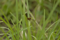 Ocybadistes knightorum