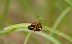 Ocybadistes knightorum