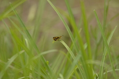 Ocybadistes knightorum