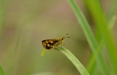 Ocybadistes knightorum