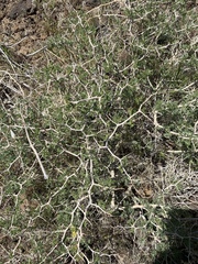 Psorothamnus arborescens minutifolius