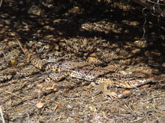 Callopistes maculatus