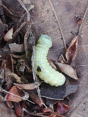 Orthosia hibisci