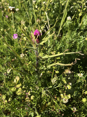Castilleja exserta