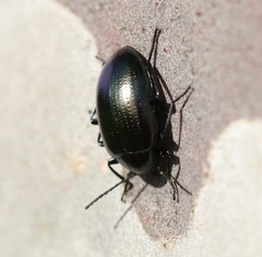 Chalcopteroides cyanopterus