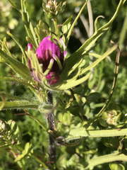 Castilleja exserta
