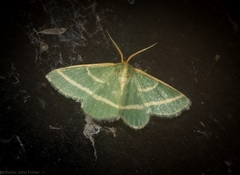 Mixocera latilineata