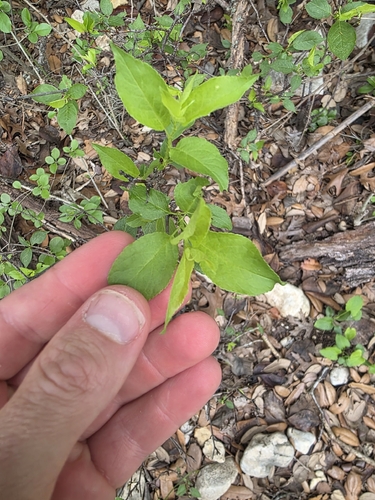 Prunus rivularis, photograph 3