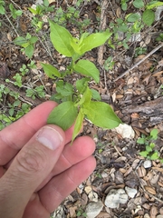 Prunus rivularis, photograph (c) Cleveland Powell, some rights reserved (CC BY)
