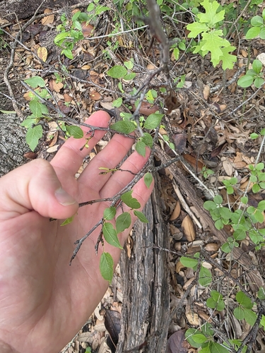 Prunus rivularis, photograph 4