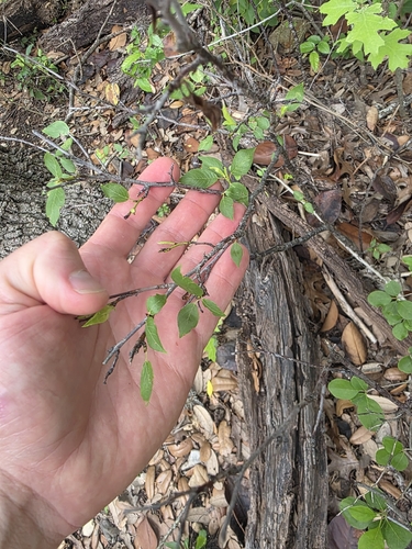 Prunus rivularis, photograph 5