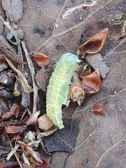 Orthosia hibisci