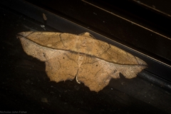 Polyacme dissimilis